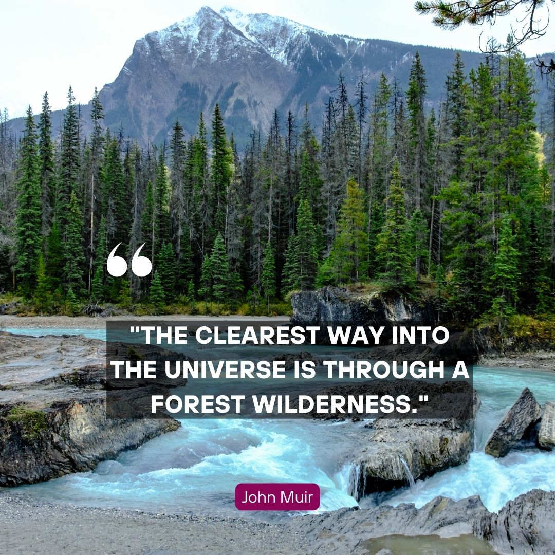 “The clearest way into the universe is through a forest wilderness.” —John Muir